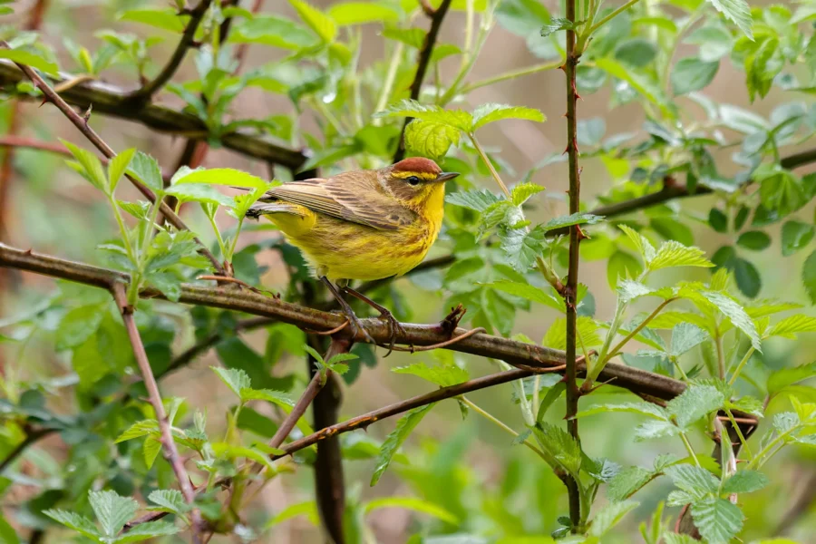 A small yellow and brown bird perched on a branch surrounded by green leaves and stems. A small yellow and brown bird perched on a branch surrounded by green leaves and stems.