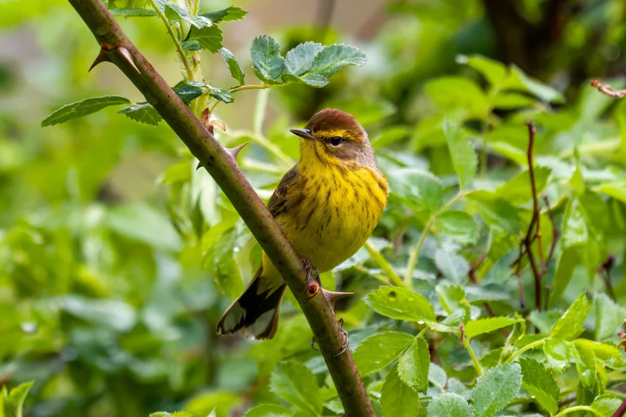 A small yellow and brown bird perched on a branch surrounded by green leaves. A small yellow and brown bird perched on a branch surrounded by green leaves.