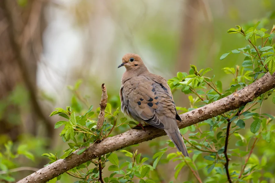 A mourning dove with light brown feathers and black spots sits on a tree branch surrounded by green leaves. A mourning dove with light brown feathers and black spots sits on a tree branch surrounded by green leaves.