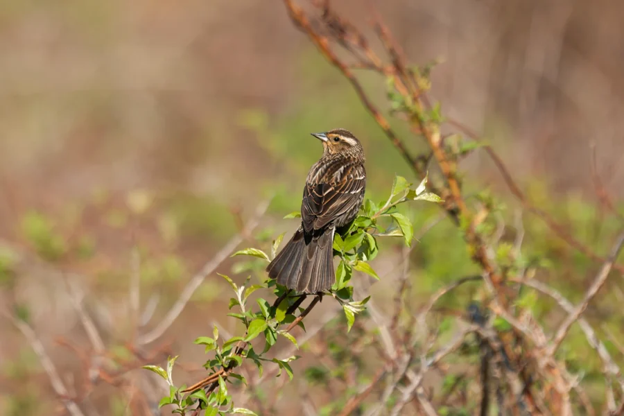 A small brown bird with streaked feathers is perched on a leafy branch, with a blurred natural background. A small brown bird with streaked feathers is perched on a leafy branch, with a blurred natural background.