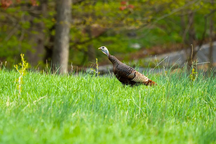 A wild turkey stands in tall green grass with trees and blurred foliage in the background. A wild turkey stands in tall green grass with trees and blurred foliage in the background.