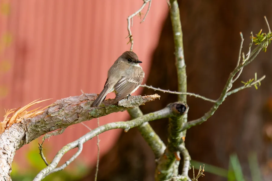 A small brown bird is perched on a tree branch with some thin, leafless twigs against a blurred background with reddish and brown tones. A small brown bird is perched on a tree branch with some thin, leafless twigs against a blurred background with reddish and brown tones.