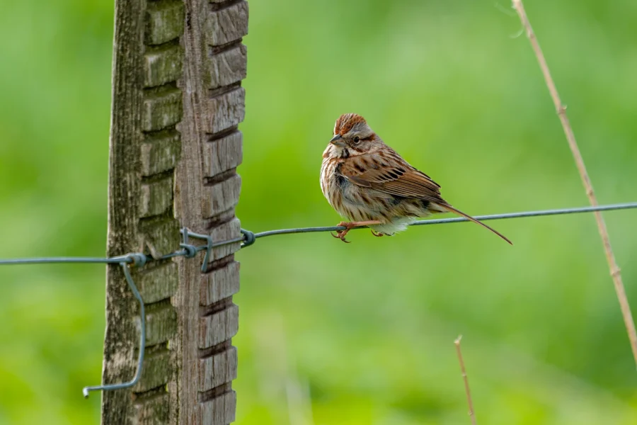 A small brown bird with streaked feathers is perched on a wire next to a wooden fence post against a blurred green background. A small brown bird with streaked feathers is perched on a wire next to a wooden fence post against a blurred green background.