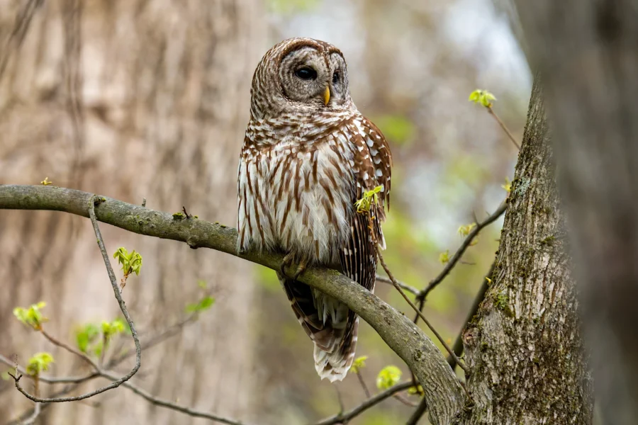 A barred owl with brown and white striped feathers is perched on a tree branch in a forested area with young leaves. A barred owl with brown and white striped feathers is perched on a tree branch in a forested area with young leaves.