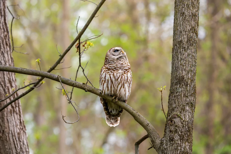 A barred owl is perched on a tree branch in a forest, surrounded by trees with green foliage in the background. A barred owl is perched on a tree branch in a forest, surrounded by trees with green foliage in the background.