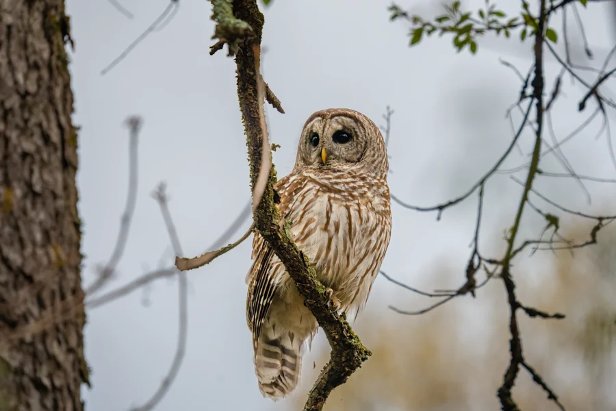 A barred owl with brown and white striped feathers is perched on a mossy branch, looking to the left, with a tree trunk and blurred background. A barred owl with brown and white striped feathers is perched on a mossy branch, looking to the left, with a tree trunk and blurred background.