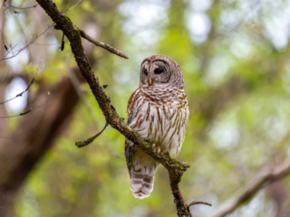 A barred owl with brown and white striped feathers is perched on a tree branch in a forested area. A barred owl with brown and white striped feathers is perched on a tree branch in a forested area.