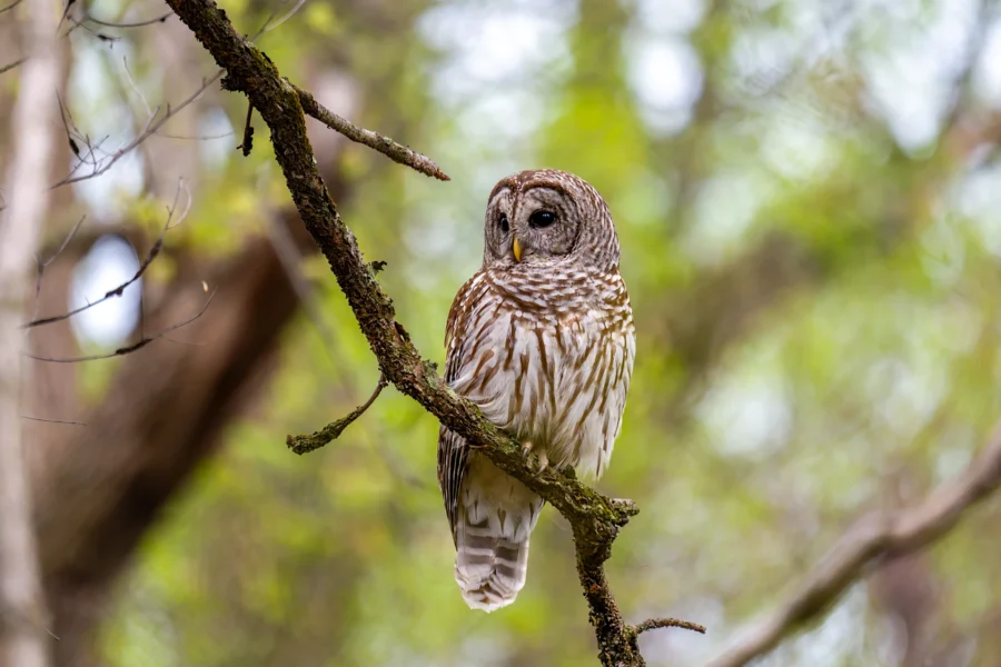 A barred owl with brown and white striped feathers is perched on a tree branch in a forested area. A barred owl with brown and white striped feathers is perched on a tree branch in a forested area.