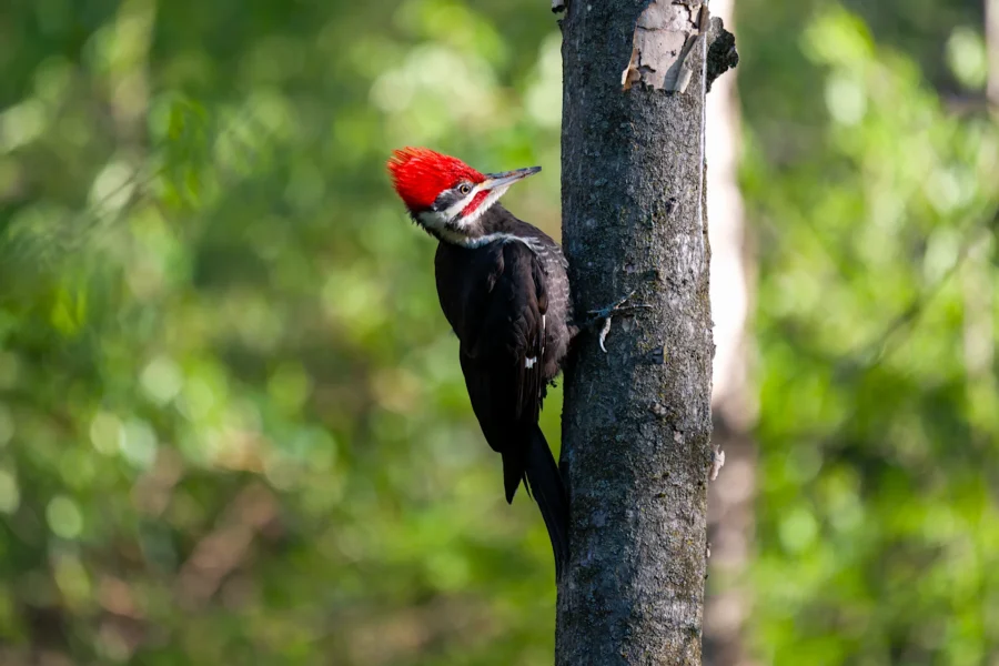 A pileated woodpecker with a red crest clings to the side of a tree trunk in a green, sunlit forest. A pileated woodpecker with a red crest clings to the side of a tree trunk in a green, sunlit forest.