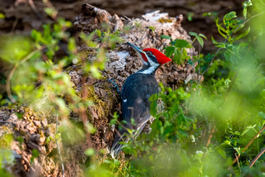 A pileated woodpecker with a red crest perches on the side of a fallen tree trunk, surrounded by green foliage. A pileated woodpecker with a red crest perches on the side of a fallen tree trunk, surrounded by green foliage.
