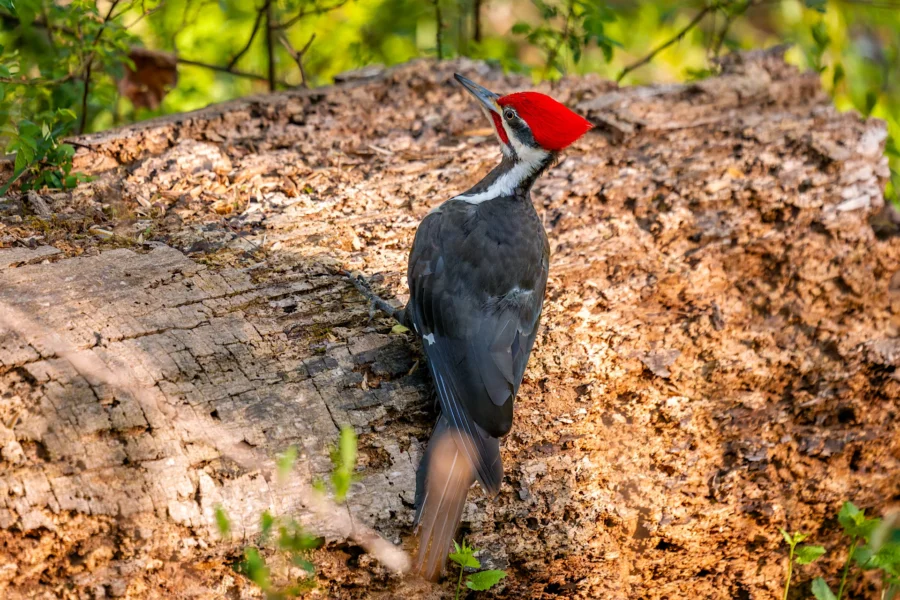 A pileated woodpecker with a red crest perches vertically on the trunk of a fallen tree in a forested area. A pileated woodpecker with a red crest perches vertically on the trunk of a fallen tree in a forested area.
