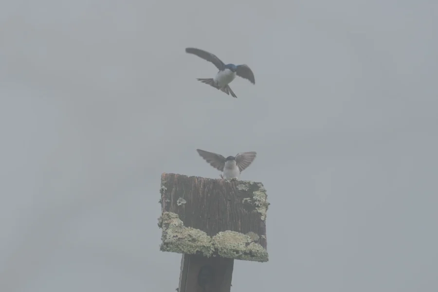 Two small birds with blue and white feathers are near a weathered birdhouse; one is perched with wings spread, and the other is in flight above. The sky is overcast. Two small birds with blue and white feathers are near a weathered birdhouse; one is perched with wings spread, and the other is in flight above. The sky is overcast.