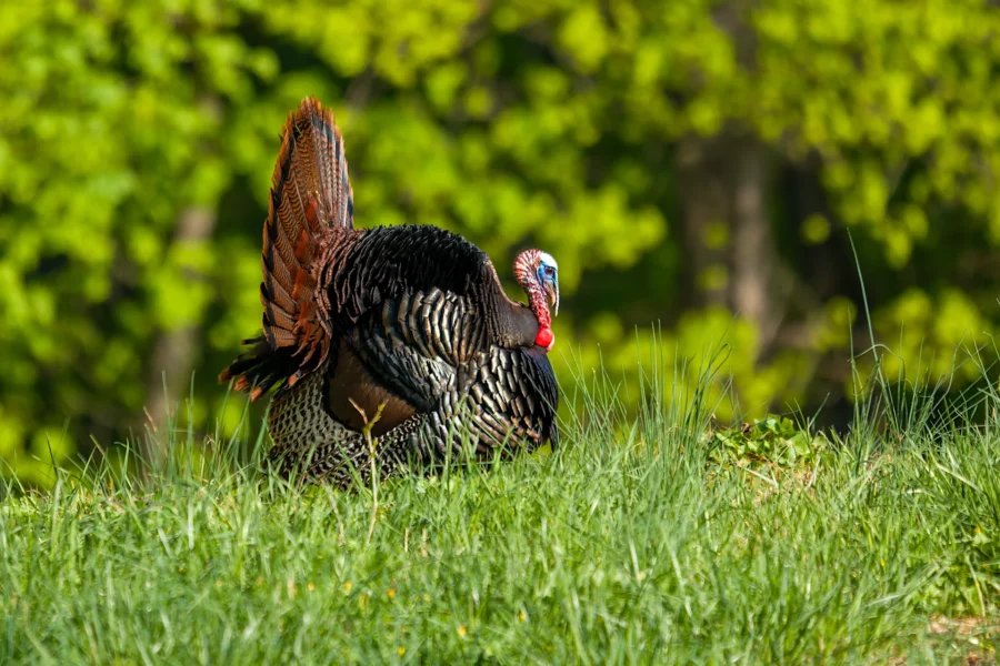 A wild turkey with fanned tail feathers stands in tall green grass with leafy trees in the background. A wild turkey with fanned tail feathers stands in tall green grass with leafy trees in the background.