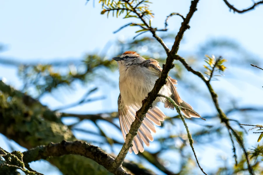 A small bird with brown and white feathers perches on a tree branch, stretching one wing, with a blue sky and blurred foliage in the background. A small bird with brown and white feathers perches on a tree branch, stretching one wing, with a blue sky and blurred foliage in the background.