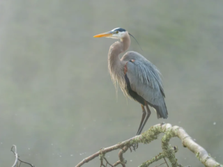 A great blue heron stands on a mossy branch above water, looking to the left, with soft light and mist in the background. A great blue heron stands on a mossy branch above water, looking to the left, with soft light and mist in the background.
