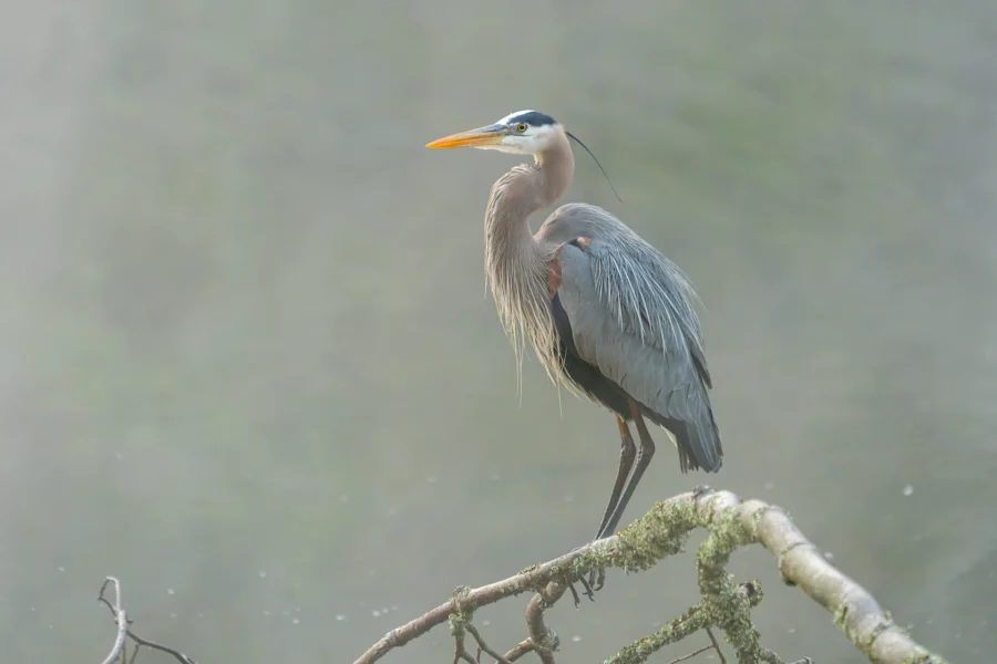 A great blue heron stands on a mossy branch above water, looking to the left, with soft light and mist in the background.