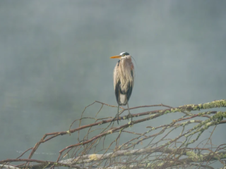 A great blue heron stands on a bare, mossy branch above calm water, surrounded by mist. A great blue heron stands on a bare, mossy branch above calm water, surrounded by mist.