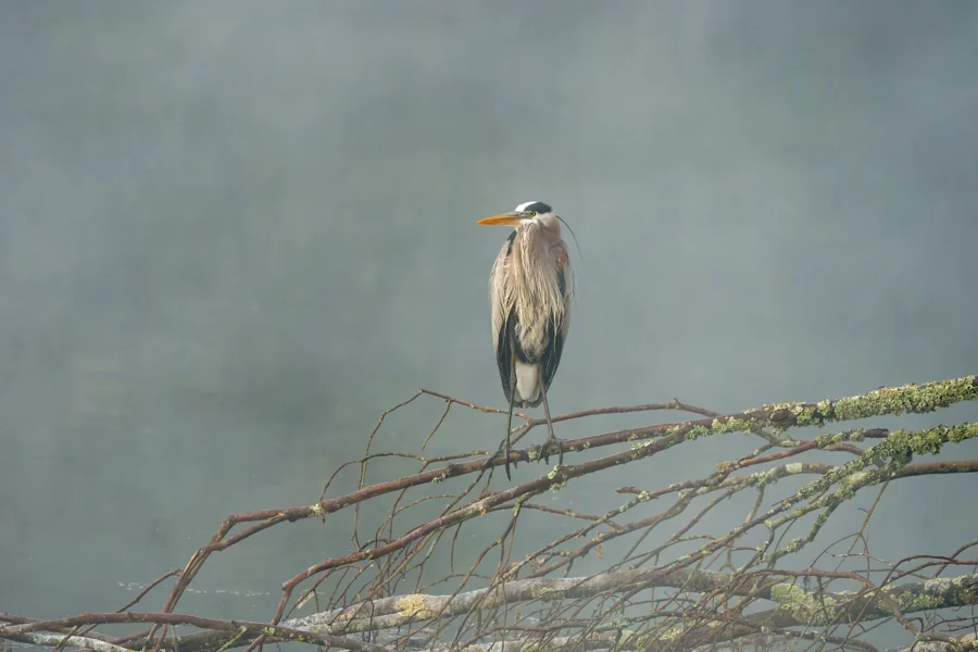 A great blue heron stands on a bare, mossy branch above calm water, surrounded by mist.