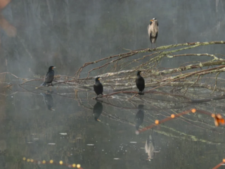 Four birds, including a heron and three cormorants, perch on tree branches above a calm, misty body of water, with their reflections visible on the surface. Four birds, including a heron and three cormorants, perch on tree branches above a calm, misty body of water, with their reflections visible on the surface.