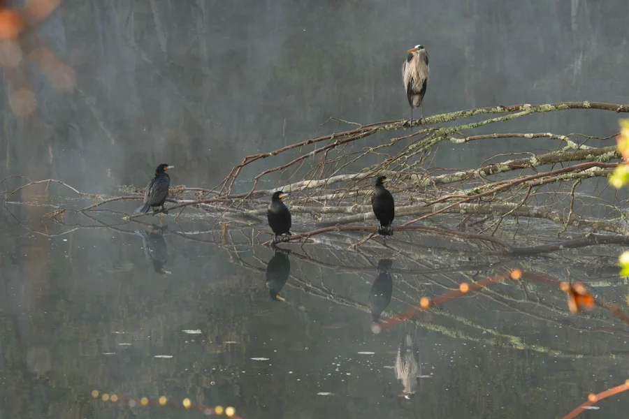 Four birds, including a heron and three cormorants, perch on tree branches above a calm, misty body of water, with their reflections visible on the surface.