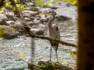 A great blue heron stands on a rock near a stream, surrounded by branches and early spring foliage. A great blue heron stands on a rock near a stream, surrounded by branches and early spring foliage.