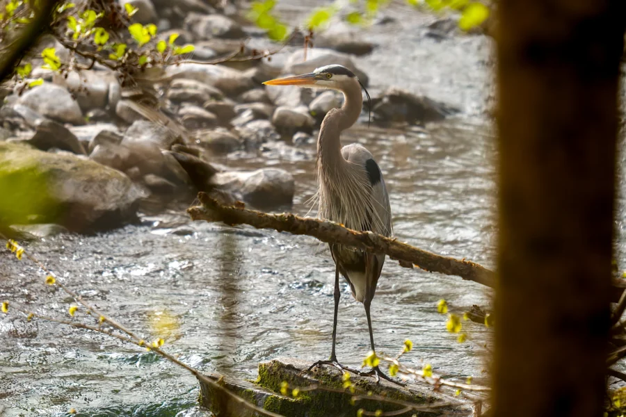 A great blue heron stands on a rock near a stream, surrounded by branches and early spring foliage.