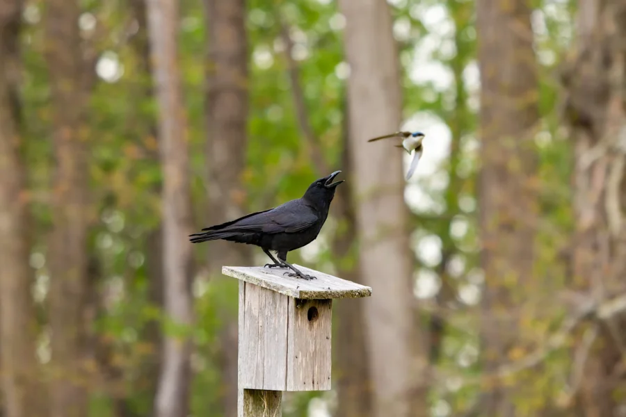 A black crow perches on a wooden birdhouse while a small bird flies past in a forested area. A black crow perches on a wooden birdhouse while a small bird flies past in a forested area.