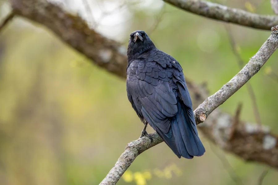 A black crow perched on a tree branch, facing the camera, with a blurred green and brown background. A black crow perched on a tree branch, facing the camera, with a blurred green and brown background.