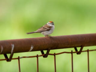 A small brown and white bird with a striped head perches on a rusty metal fence, with a blurred green background. A small brown and white bird with a striped head perches on a rusty metal fence, with a blurred green background.
