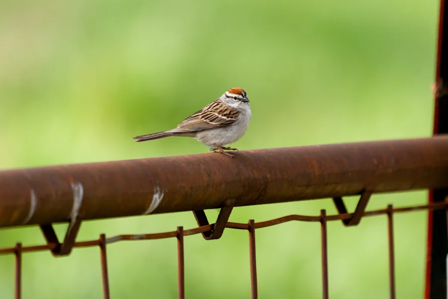 A small brown and white bird with a striped head perches on a rusty metal fence, with a blurred green background. A small brown and white bird with a striped head perches on a rusty metal fence, with a blurred green background.