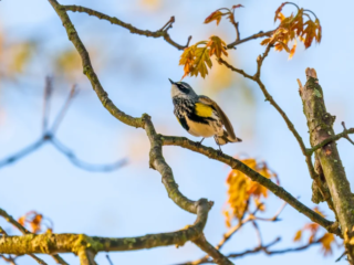A small bird with yellow and black markings perches on a tree branch with budding leaves against a blue sky. A small bird with yellow and black markings perches on a tree branch with budding leaves against a blue sky.