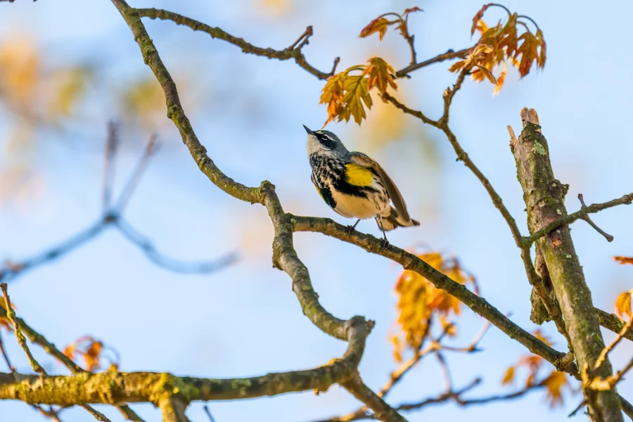 A small bird with yellow and black markings perches on a tree branch with budding leaves against a blue sky. A small bird with yellow and black markings perches on a tree branch with budding leaves against a blue sky.
