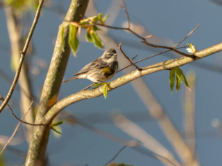 A small bird with gray and white plumage perches on a sunlit tree branch with budding green leaves against a blurred blue background. A small bird with gray and white plumage perches on a sunlit tree branch with budding green leaves against a blurred blue background.