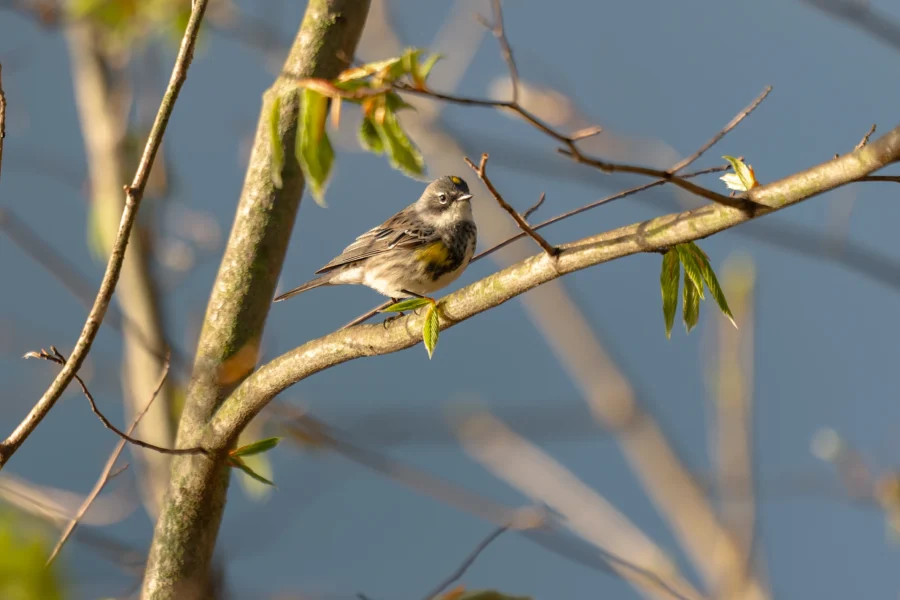 A small bird with gray and white plumage perches on a sunlit tree branch with budding green leaves against a blurred blue background. A small bird with gray and white plumage perches on a sunlit tree branch with budding green leaves against a blurred blue background.