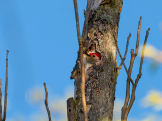 A woodpecker with a red head peeking out from a hole in a tree trunk, surrounded by bare branches against a clear blue sky. A woodpecker with a red head peeking out from a hole in a tree trunk, surrounded by bare branches against a clear blue sky.