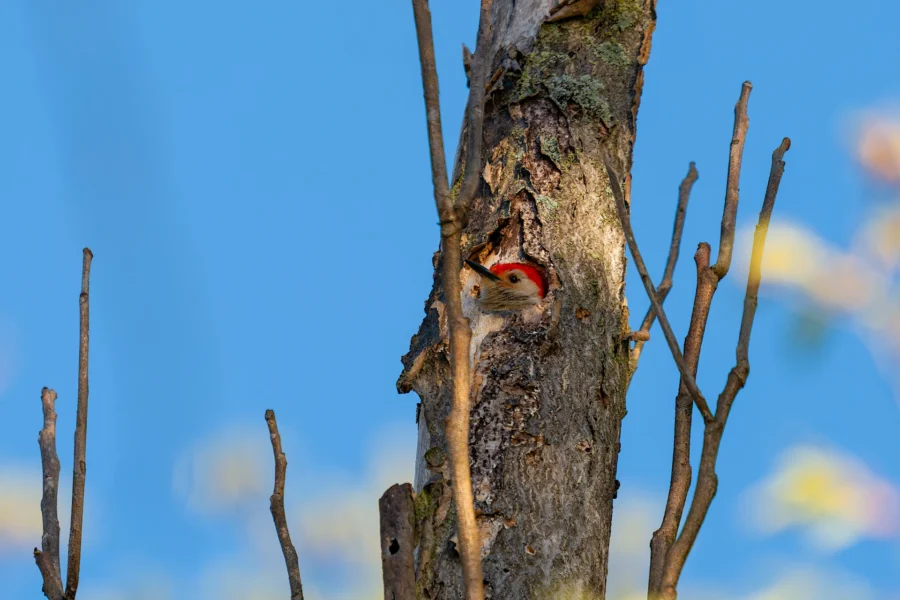 A woodpecker with a red head peeking out from a hole in a tree trunk, surrounded by bare branches against a clear blue sky. A woodpecker with a red head peeking out from a hole in a tree trunk, surrounded by bare branches against a clear blue sky.