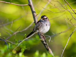 A small bird with white and brown markings perches on a thin branch against a background of green foliage. A small bird with white and brown markings perches on a thin branch against a background of green foliage.