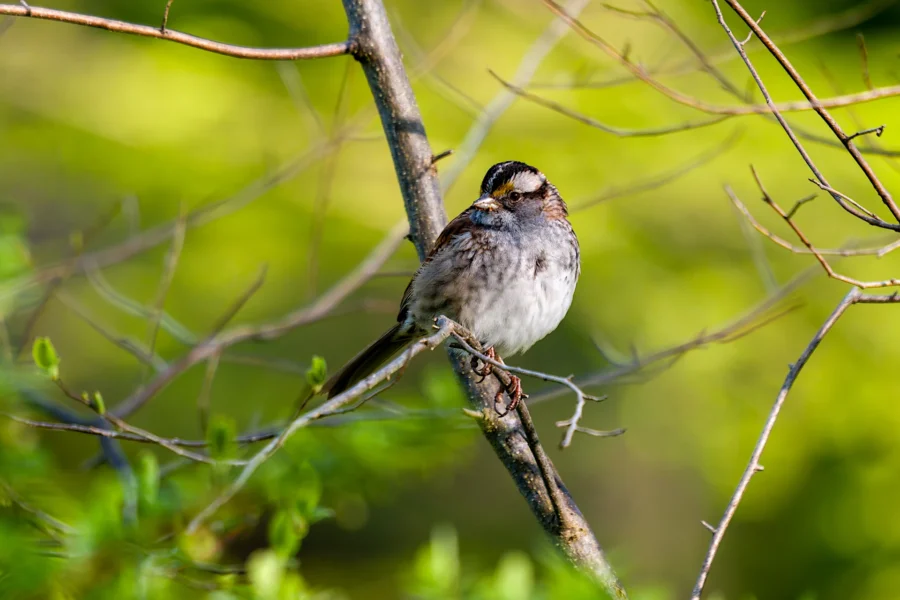 A small bird with white and brown markings perches on a thin branch against a background of green foliage. A small bird with white and brown markings perches on a thin branch against a background of green foliage.