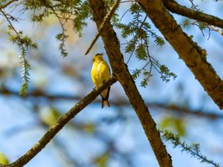 A small yellow bird is perched on a tree branch, surrounded by green leaves, with a clear blue sky in the background. A small yellow bird is perched on a tree branch, surrounded by green leaves, with a clear blue sky in the background.