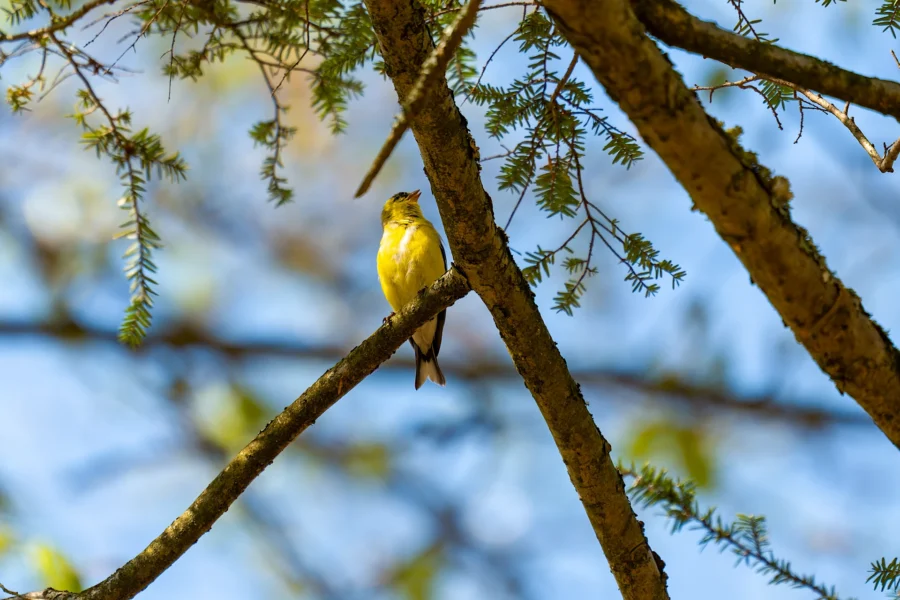 A small yellow bird is perched on a tree branch, surrounded by green leaves, with a clear blue sky in the background. A small yellow bird is perched on a tree branch, surrounded by green leaves, with a clear blue sky in the background.