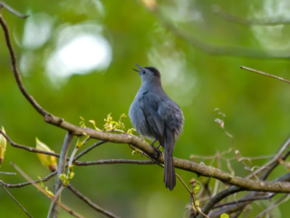 A gray bird perches on a branch with green leaves, facing left, singing with its beak open against a blurred green background. A gray bird perches on a branch with green leaves, facing left, singing with its beak open against a blurred green background.