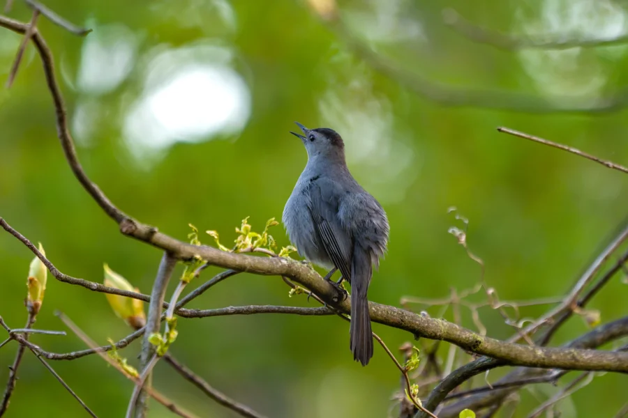 A gray bird perches on a branch with green leaves, facing left, singing with its beak open against a blurred green background. A gray bird perches on a branch with green leaves, facing left, singing with its beak open against a blurred green background.