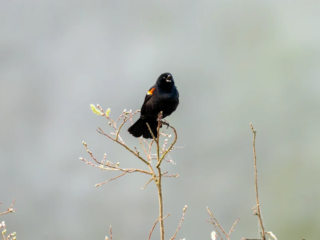 A blackbird with red and yellow wing markings is perched on the top of a bare branch against a blurred gray background. A blackbird with red and yellow wing markings is perched on the top of a bare branch against a blurred gray background.