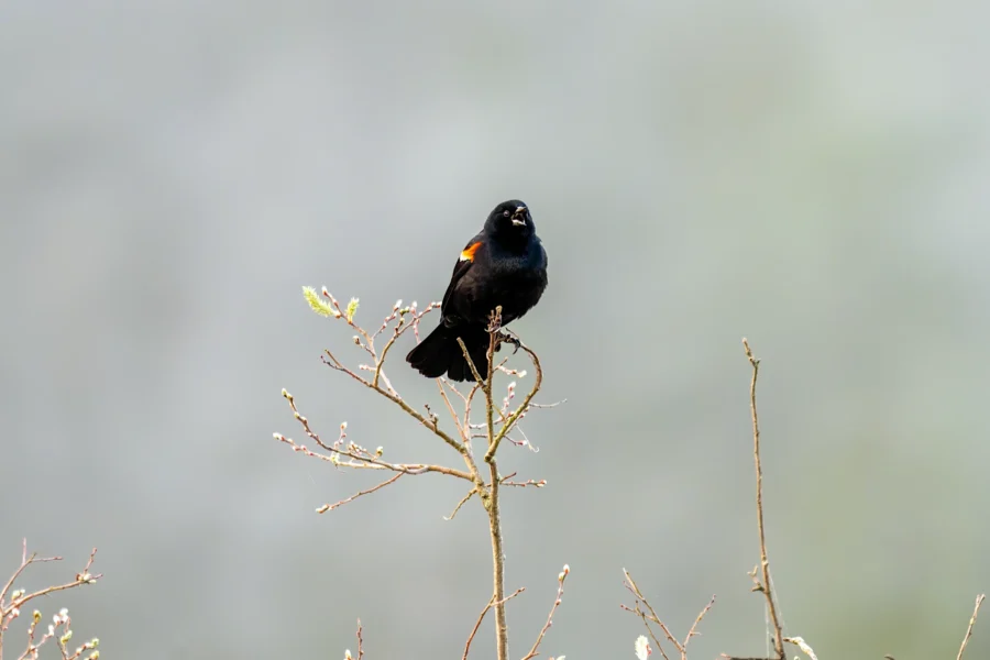 A blackbird with red and yellow wing markings is perched on the top of a bare branch against a blurred gray background. A blackbird with red and yellow wing markings is perched on the top of a bare branch against a blurred gray background.