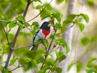 A bird with black head, white underparts, and red chest perches on a leafy branch surrounded by green foliage. A bird with black head, white underparts, and red chest perches on a leafy branch surrounded by green foliage.