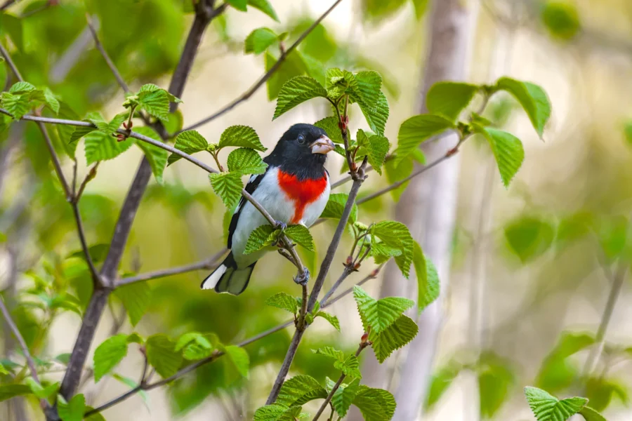 A bird with black head, white underparts, and red chest perches on a leafy branch surrounded by green foliage. A bird with black head, white underparts, and red chest perches on a leafy branch surrounded by green foliage.