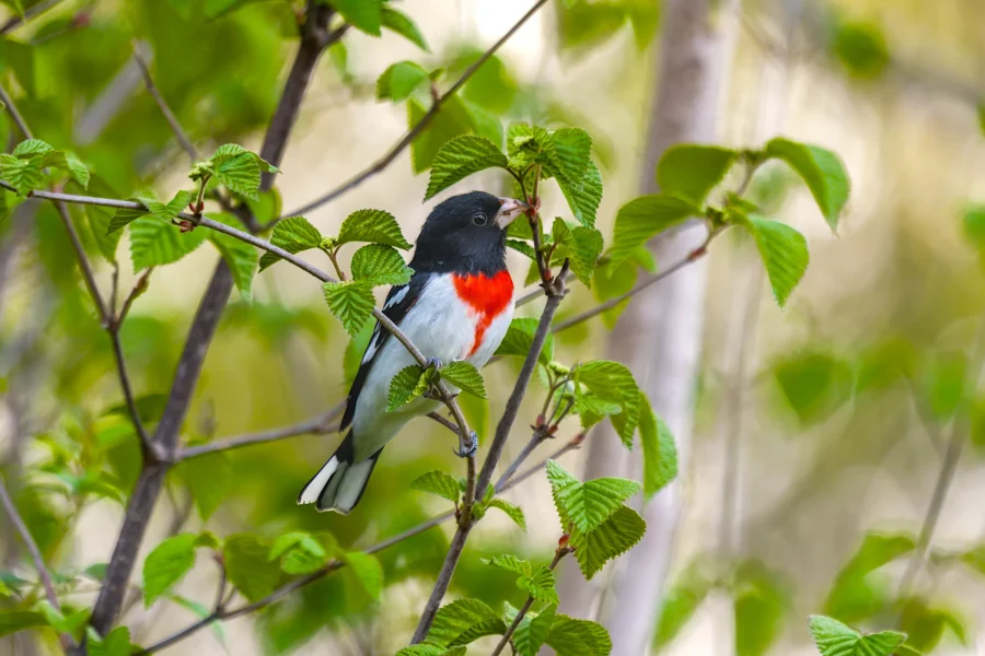 A rose-breasted grosbeak with black, white, and red plumage perches on a branch surrounded by green leaves. A rose-breasted grosbeak with black, white, and red plumage perches on a branch surrounded by green leaves.