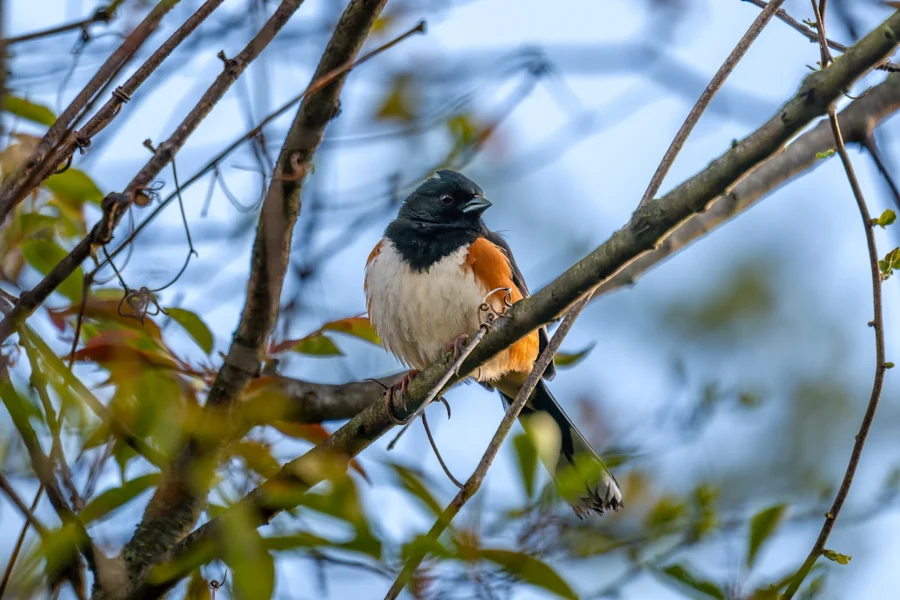 A small bird with a black head, white belly, and brown sides is perched on a tree branch among green leaves and twigs. A small bird with a black head, white belly, and brown sides is perched on a tree branch among green leaves and twigs.