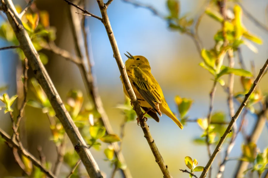 A yellow bird perches on a branch among green leaves, with its beak open as if singing, against a blurred background. A yellow bird perches on a branch among green leaves, with its beak open as if singing, against a blurred background.