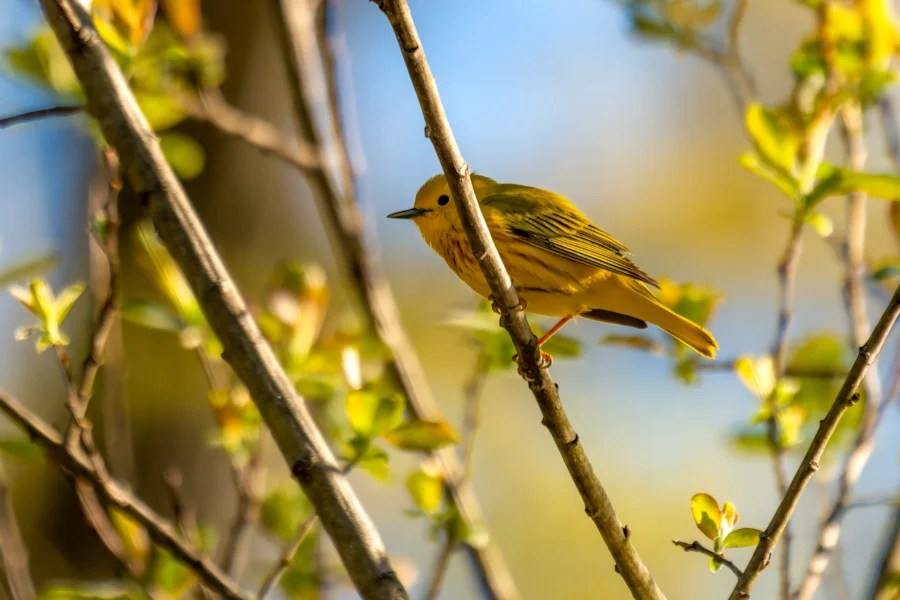 A small yellow bird perches on a branch surrounded by green leaves, with a soft-focus background of blue sky and trees. A small yellow bird perches on a branch surrounded by green leaves, with a soft-focus background of blue sky and trees.